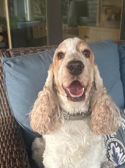 An orange roan English Cocker Spaniel, sitting on a porch sofa, looking at the camera and smiling.