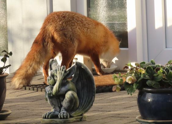 Ein Fuchs von schräg hinten fotografiert. Er frisst gerade etwas aus einem weißen Schälchen, dass direkt an einer Haustür steht.