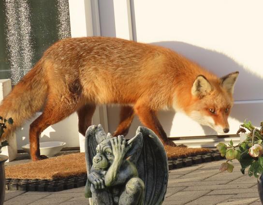 Fuchsi hat aufgefuttert und wendet sich zum Gehen, so dass er im Profil zu sehen ist. Die Morgensonne lässt sein Fell orange leuchten.