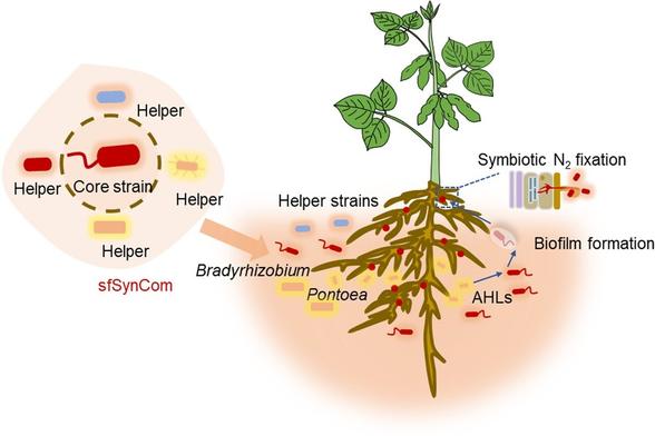Diagram showing how a helper strain induces biofilm formation in the core symbiotic strain, Bradyrhizobium, via production of acyl homoserine lactones. This biofilm formation facilitates colonization of the soybean plant roots by Bradyrhizobium and promotes nodulation.