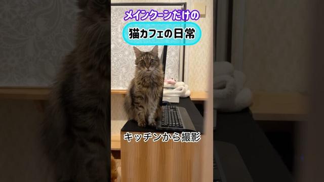 メインクーンだけの【猫カフェの日常】#cooncat #mainecat #cat#もふ