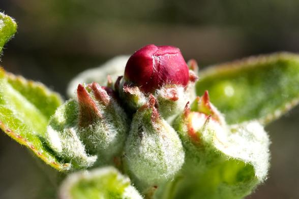 Close-up van een cluster van appelbloemknoppen. Er zijn meerdere bloemknoppen zichtbaar, variërend in ontwikkelingsstadium, waarbij sommige een roze-rode knop vertonen, terwijl andere bedekt lijken te zijn met een wazige, lichtgrijs-witte coating. De knoppen bevinden zich tussen levendige groene bladeren met zichtbare bladnerven en texturen. De bladeren zijn gedeeltelijk scherp, met een zachte, licht wazige achtergrond. De belichting benadrukt de delicate details van de knoppen en bladeren, waardoor er een gevoel van diepte en helderheid in de afbeelding ontstaat. De kleuren zijn voornamelijk zachtgroen en roze, met hints van lichtbruin. De algehele indruk is die van een lentetafereel, met nadruk op de vroege stadia van plantengroei. Het perspectief is dicht bij het onderwerp, met de nadruk op de ingewikkelde details van de knoppen en omringende bladeren.
