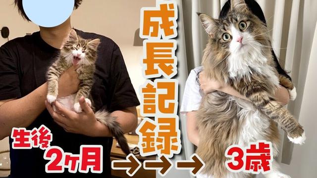 北欧猫の成長スピードがやばすぎる…！3年間の成長記録がこちらです