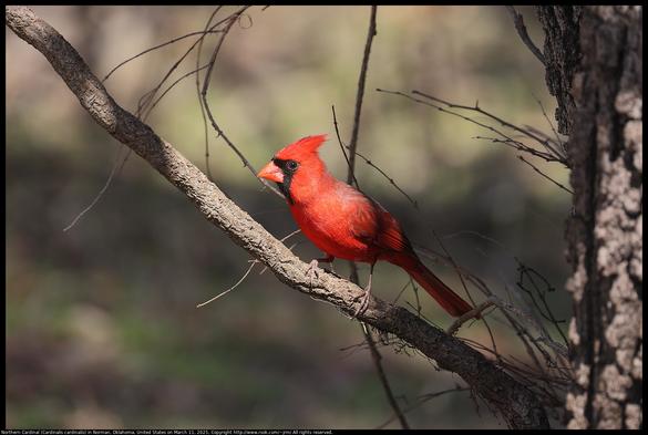 A Northern Cardinal (Cardinalis cardinalis) was standing on a wild Virginia Creeper (Parthenocissus quinquefolia) vine in Norman, Oklahoma, United States on March 11, 2025.
