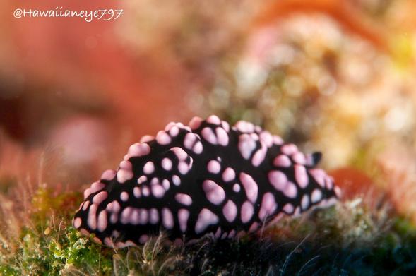 A black sea slug covered entirely with irregular pink bumps. The background is orange, reddish and beige and completely out of focus.
