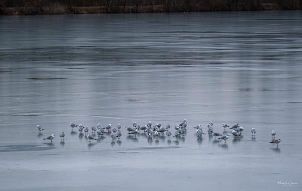 A flock of gulls standing on the surface of a frozen lake, surrounded by a calm, icy expanse with a backdrop of bare trees.
