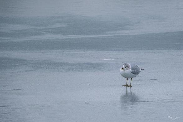 A lone gull standing on icy ground, looking directly ahead, with a soft, blue-grey frozen lake as the background.