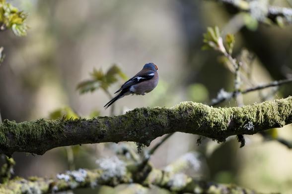 A male chaffinch leaps into the air from a tree branch, frozen in time with a 1/1000th second shutter speed, and appears to have no legs as they are tucked into his body as he prepares to take flight