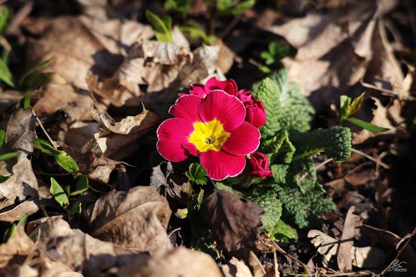 Bright Rebel of the Forest Floor