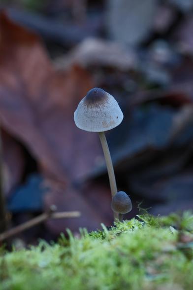 A small mushroom covered in a thin layer of frost.