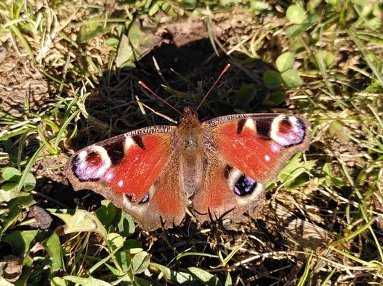 Foto: Ein Schmetterling sitzt auf dem Gras. Die Flügel sind größtenteils rot mit schwarz-weißen ringförmigen Markierungen an den Flügelspitzen.