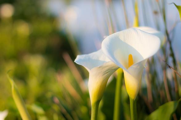 Photograph of a Calla Flower with the background out of focus