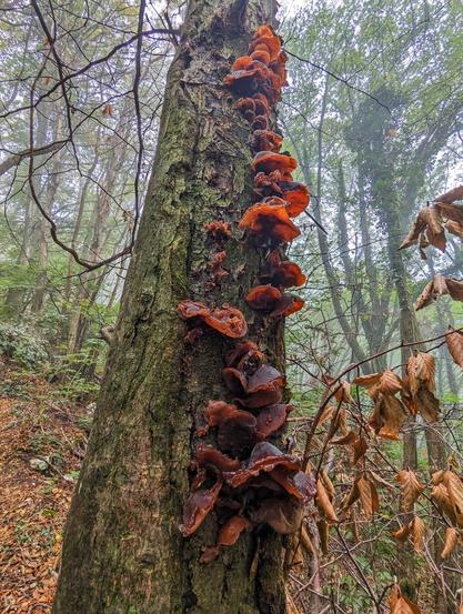 A medium shot, taken at a slight upward angle, shows a thick, mossy tree trunk covered in clusters of ear-shaped, translucent brown fungi. The fungi, likely Wood Ear mushrooms (Auricularia auricula-judae), grow densely along the length of the trunk, predominantly on the right side. They vary in size and shade, with some appearing more reddish-brown and others darker, almost black in the shadowed areas. The texture of the fungi appears gelatinous and slightly wrinkled.
The tree trunk itself is textured with rough bark and patches of green moss. It stands vertically in the frame, dominating the foreground. The background is a softly blurred forest scene, with other trees visible through a light mist or fog, suggesting a damp environment. Bare branches of other trees reach into the frame from the sides and top. Some dead, brown leaves cling to thin branches near the main trunk on the right side.