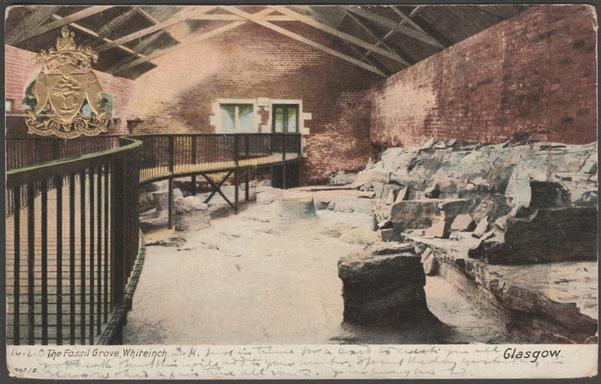 Printed colour postcard showing a view of the Fossil Grove at Whiteinch, Glasgow, showing the fossilised stumps of the Lepidodendron trees, and with the city coat of arms in gold to top left.

Published by Frederick Hartmann, London, No 1947/9.

Postally used on 16 February 1906 with single circle Linlithgow cancellation on red one penny stamp and sent to Miss McBride, 70 Birdhurst Road, South Croydon, Surrey.

Good condition, with some corner wear, but small and very light crease to bottom right corner.