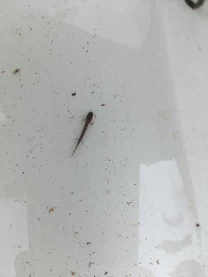 A picture of Eurycea chisholmensis