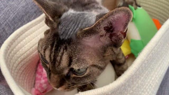 デボンレックス弟が朝ご飯のあとくつろいでいます(Devon Rex cat relaxed after breakfast)