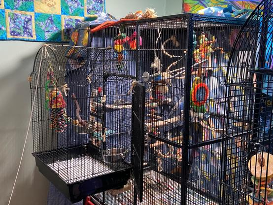A large bird cage with a green budgie (looking at the camera) and a blue budgie (semi-hidden) inside. Against the front door is a much smaller cage with a toy and two food cups, one of which with a sprig of millet sticking out.