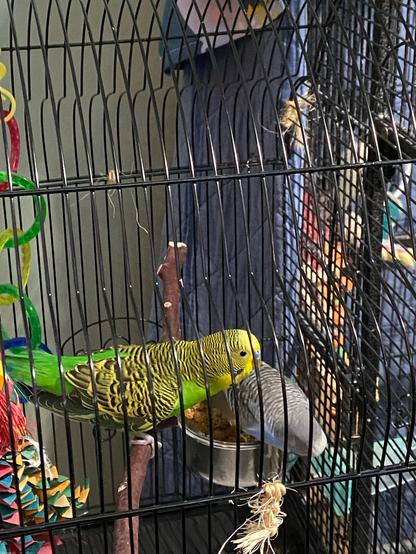 Both budgies in the little cage, looking back at the big cage like “darn it.”