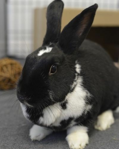 a black and white rabbit facing the camera