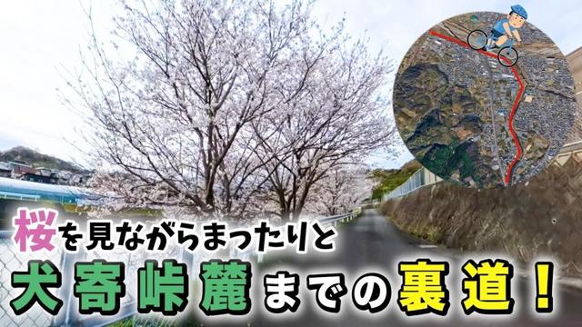 【自転車】犬寄峠の麓までの裏道を紹介！【桜】