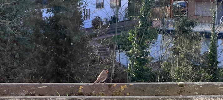 Ein kleiner Vogel sitzt auf einem Felsvorsprung, vor dem Hintergrund von Bäumen und Häusern. Die Szene ist hell, mit weichem natürlichem Licht.