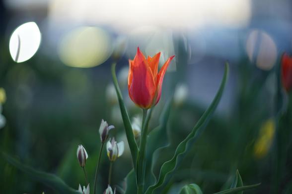 The image shows a vibrant orange-red tulip among other buds and green leaves. The background is blurred, with circular light bokeh providing a soft ambiance.