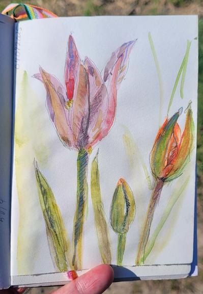 Aquarellskizze: 3 Blütenstiele,  einer aufgeblüht mit einer rosa Tulpe, ein kleiner mit geschlossener Knospe,  einer mit halbgeöffneter Knospe