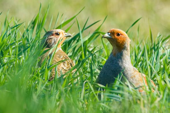 A partridge couple looks out from the grass with their beaks towards each other