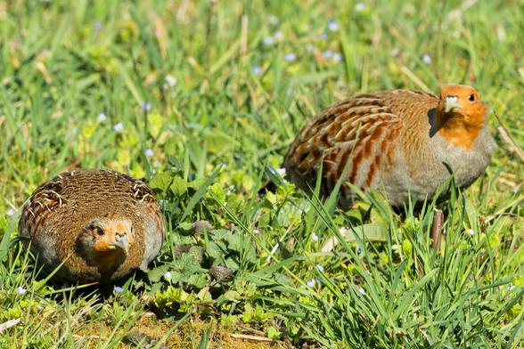 A partridge female on the left, the male on the right