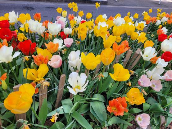 Tulipes en fleurs sur le bas-côté d'une rue