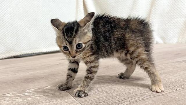生後36日 何度もオラオラしてくる子猫【ラプ保護物語＆お祭り兄弟日記】Kittens that have been repeatedly oraganized.