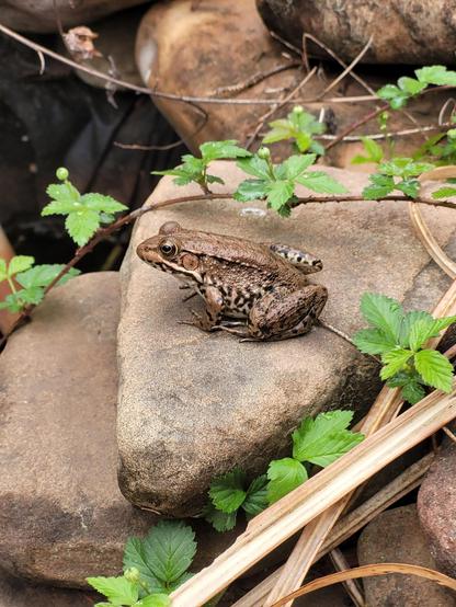 A handsome frog sits on a rock surrounded by green leaves from a vine