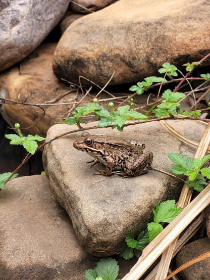 A handsome frog with light brown coloring spotted with dark brown in an almost cheetah like pattern.