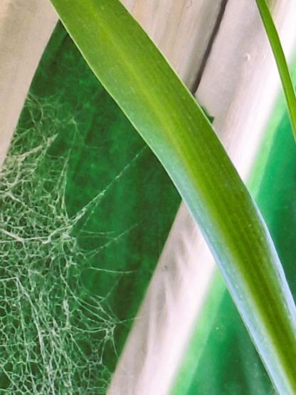 En plan rapproché, une toile d'araignée se dévoile, cachée derrière le feuillage d'une plante verte. Remarquez la finesse de la toile, telle une dentelle aérienne.
© 2025, Chartrand Saint-Louis, photographie