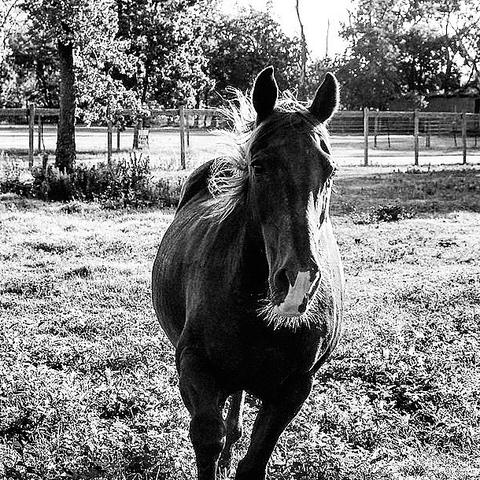 A black and white photo of a beautiful horse on a farm. The horse is running toward the camera.