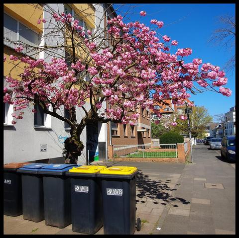 a pink blooming tree (not actually a rose) behind a row of trash containers