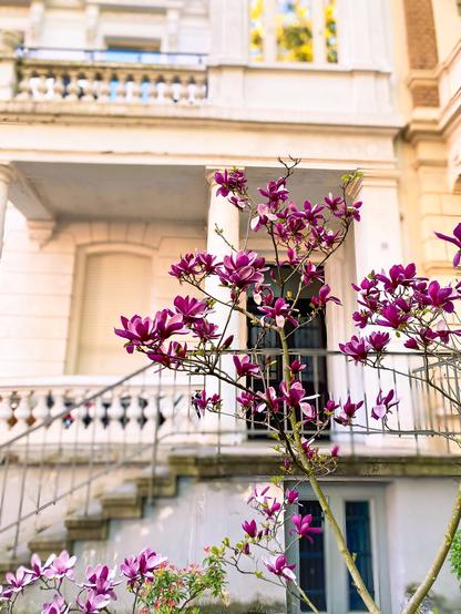 Im Vordergrund im Bild sind fokussiert Purpur-Magnolienblüten zu erkennen. Der Strauch wächst vor einem Eingangsbereich eines Jugendstil Altbaus. Im Hintergrund ist verschwommen eine Fassade in grau und beigen Tönen zu erkennen. Im unteren Bereich ist rechts eine graue Kellertür mit zwei Glasfenstern. Die Fassade drumherum ist hell grau. Links verläuft seitlich nach rechts auf eine Empore eine Treppe. Das graue Metall Geländer säumt die Empore ein. Dahinter ist eine braune Holzeingangstür mit Gittern verziert und Fensteröffnungen. Links daneben ist ein Fenster dessen creme farbene Rollos heruntergezogen wurden. Eine Etage darüber befindet sich ein Balkon mit Säulen umrandet. Das Bild wirkt freundlich und hell.