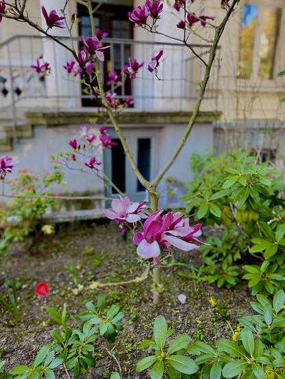 Im Vordergrund des Bildes ist im Fokus eine Purpur-Magnolien Blüte zu erkennen. Die grün braunen Äste des Strauches verlaufen nach oben weiter nach links und rechts in die Breite mit weiteren Blüten. Der untere Bereich ist mit Erde bedeckt. Es ist der Eingangsbereich zu einem Haus. Vereinzelt wachsen saftig grüne Blätter anderer Sträucher dort entlang. In Hintergrund ist verschwommen eine Fassade eines Jugendstil Altbaus zu erahnen. Der untere Bereich des Gebäudes ist grau mit einer in der Mitte grauen Kellertür mit Glas. Darüber verläuft eine Treppe von links nach rechts zu einer Empore und einem Eingang mit einer braunen Holztür. Alles ist vorne mit einem grauen Gitte umrandet der. Das Bild wirkt hell und freundlich.