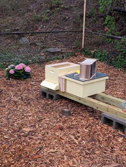 A low-angle, medium shot captures a newly installed package of bees on a pale yellow Langstroth beehive in a backyard setting covered with wood chips. The hive rests on a simple stand constructed from light-colored lumber and gray concrete blocks. The bottom board of the hive extends slightly to the left. On top of the main brood box sits a smaller box with a screened top and what appears to be a feeder inside. A second, empty brood box rests behind the active hive, slightly askew. To the left of the beehive, a vibrant bush of pink hydrangea flowers adds a pop of color. In the blurred background, a dark metal fence runs along the edge of a slightly sloping yard with sparse vegetation and some bare branches. The overall lighting suggests an overcast day.