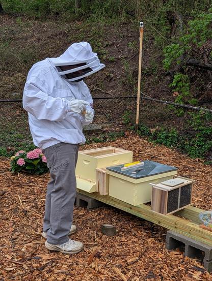 Me wearing a full white protective suit, gloves, and a veiled hood carefully inspects a marked queen bee. The beekeeper stands next to a partially assembled Langstroth beehive on a wooden stand supported by concrete blocks. The hive consists of several light yellow wooden boxes, including a deep brood box, a medium super, and a smaller nucleus colony box with screened sides. A black inner cover with ventilation holes sits on top of one of the boxes. Various beekeeping tools rest on the inner cover. The ground around the hive is covered in wood mulch. In the background, there is a slight incline with green vegetation and trees. To the left of the beekeeper, pink hydrangeas are visible. A white metal fence post stands near the background vegetation.