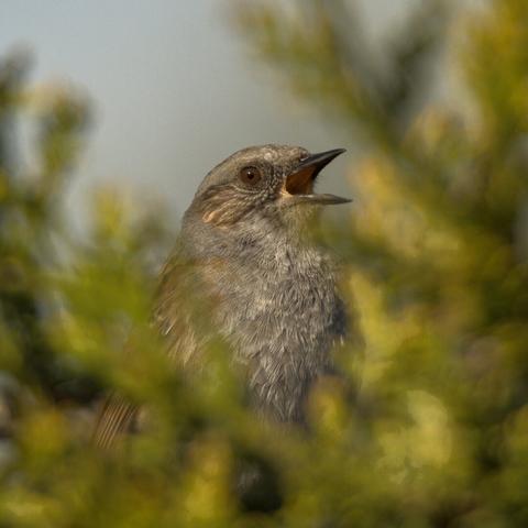 a beige hedge sparrow in a green hedge. Bird is sharp and hedge is defocussed