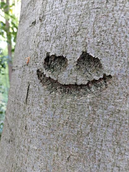 Close-up of a tree trunk with two eyes and a smiling mouth carved into the bark   //   
Nahaufnahme eines Baumstämmen in dessen Rinde zwei Augen und ein lächelnde Mund geschnitzt worden sind