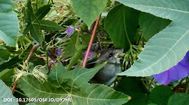 This documentary video footage reveals that wild rats feed on the buds, flowers and seeds of a variety of invasive weeds, thus acting as biological control agents!