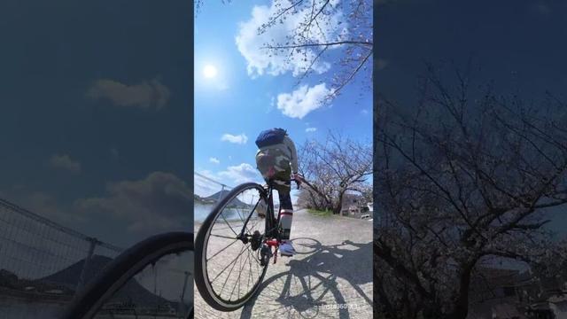 2025.4.4/@香川県坂出市の鎌田池…､と飯野山 #1080 #insta360 #x3 #桜 #さくら #サクラ #ロードバイク#自転車 #サイクリング #坂出市 #香川県