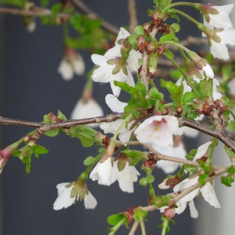 Das Bild zeigt die Blüten der Minizierkirsche Prunus incisa ‚Kojou-no-mai‘