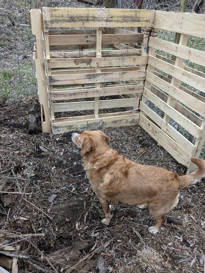 Four shipping pallets have been tie-strapped together, in the corner of a backyard (garden) to form a composting bin.  A fifth has been put up to form the back of the second bin that will be completed when I get two more pallets. A small peanut-butter-colored spaniel/heeler/beagle mix stands guard, hoping a squirrel appears that needs chasing.