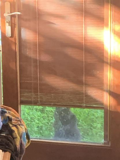 Black cat is sitting outside the (open) back door, staring inside with a disapproving expression.