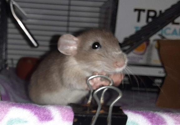 A baby silvermane rat crouches on a fleece covered shelf with her forepaws resting on a binder clip.