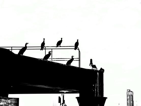 Black and White, highly contrasted photo of 6 birds perched. Tokyo skyline in the background.