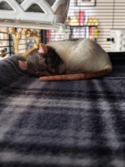A rat curled up in the corner of a fleece covered shelf fast asleep.